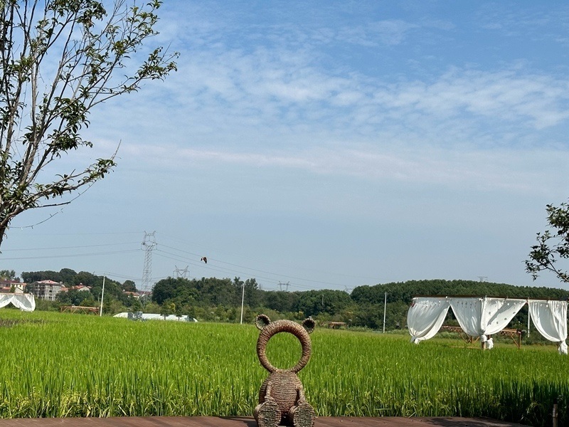 林語未來村打造農(nóng)家畈田園綜合體。人民網(wǎng) 王紹紹攝