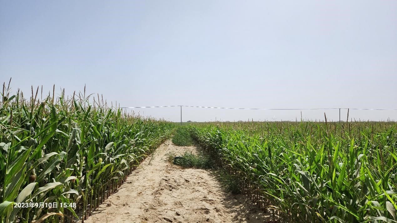 玉米改良40天后對(duì)比（左邊為改良組，右邊為對(duì)照組）。胡樹(shù)文團(tuán)隊(duì)供圖