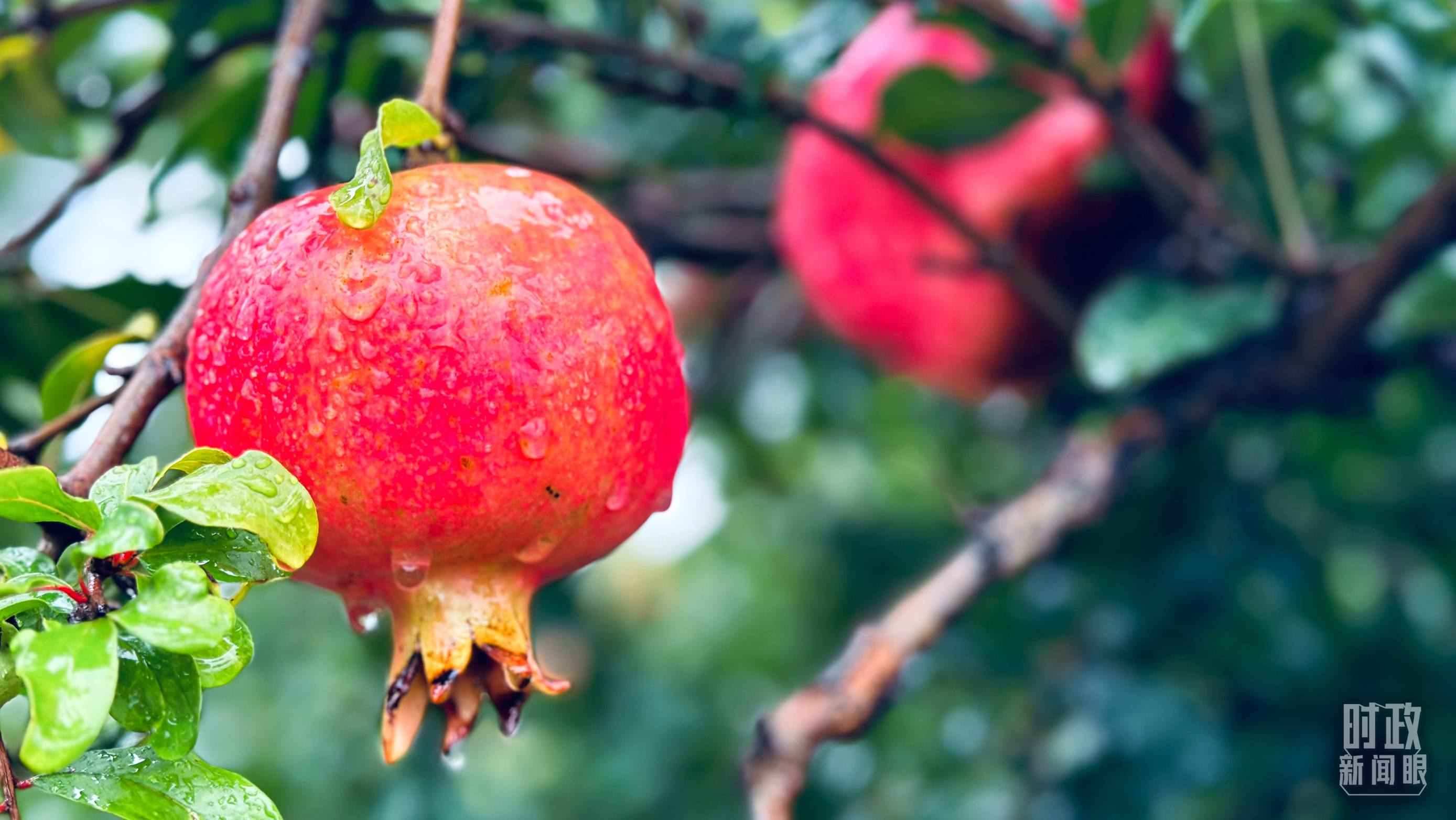 △一場秋雨過后，石榴更顯晶瑩。（總臺央視記者李輝、范一鳴拍攝）