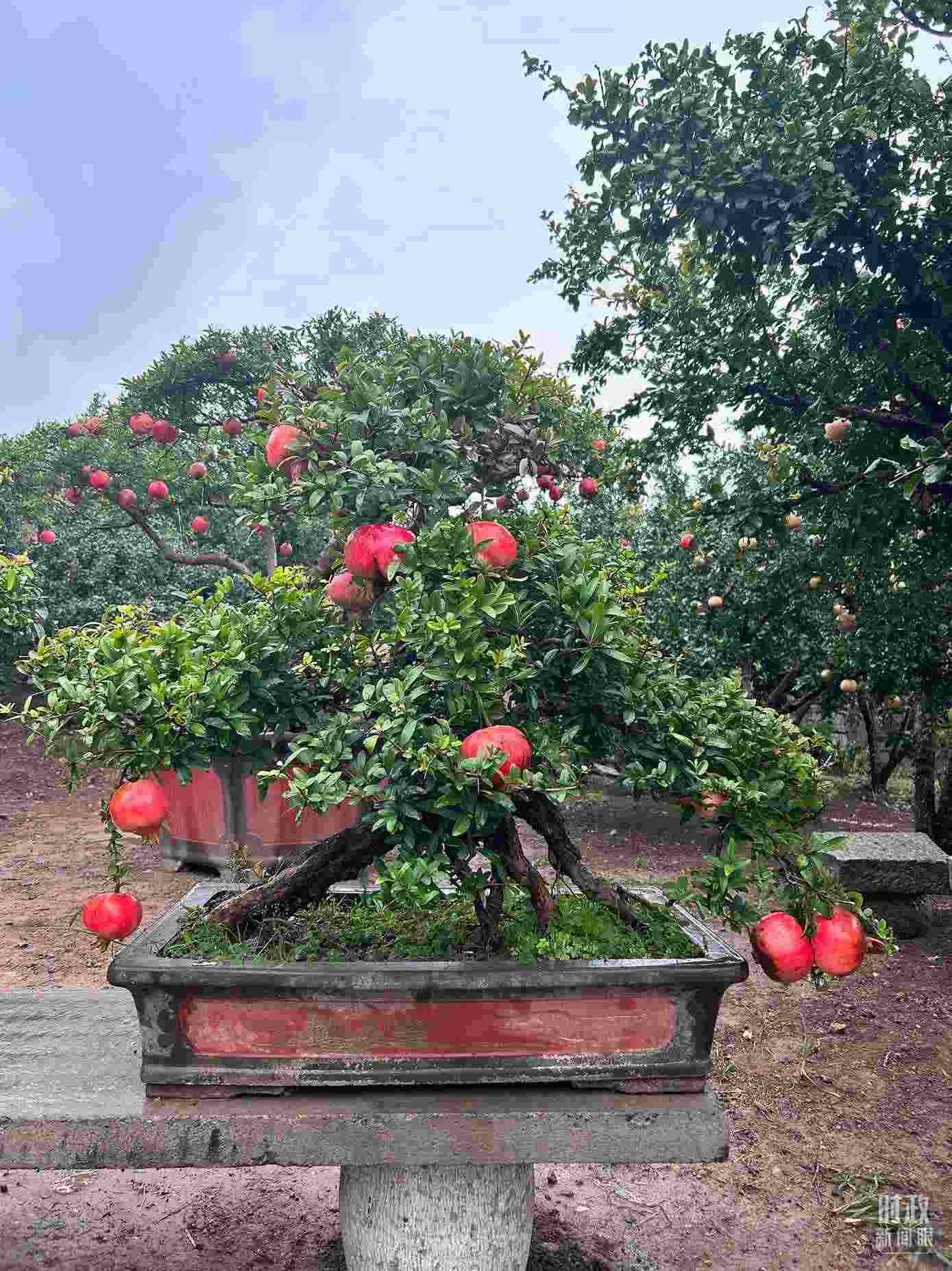 △冠世榴園內的石榴盆栽。（總臺央視記者黎兵拍攝）