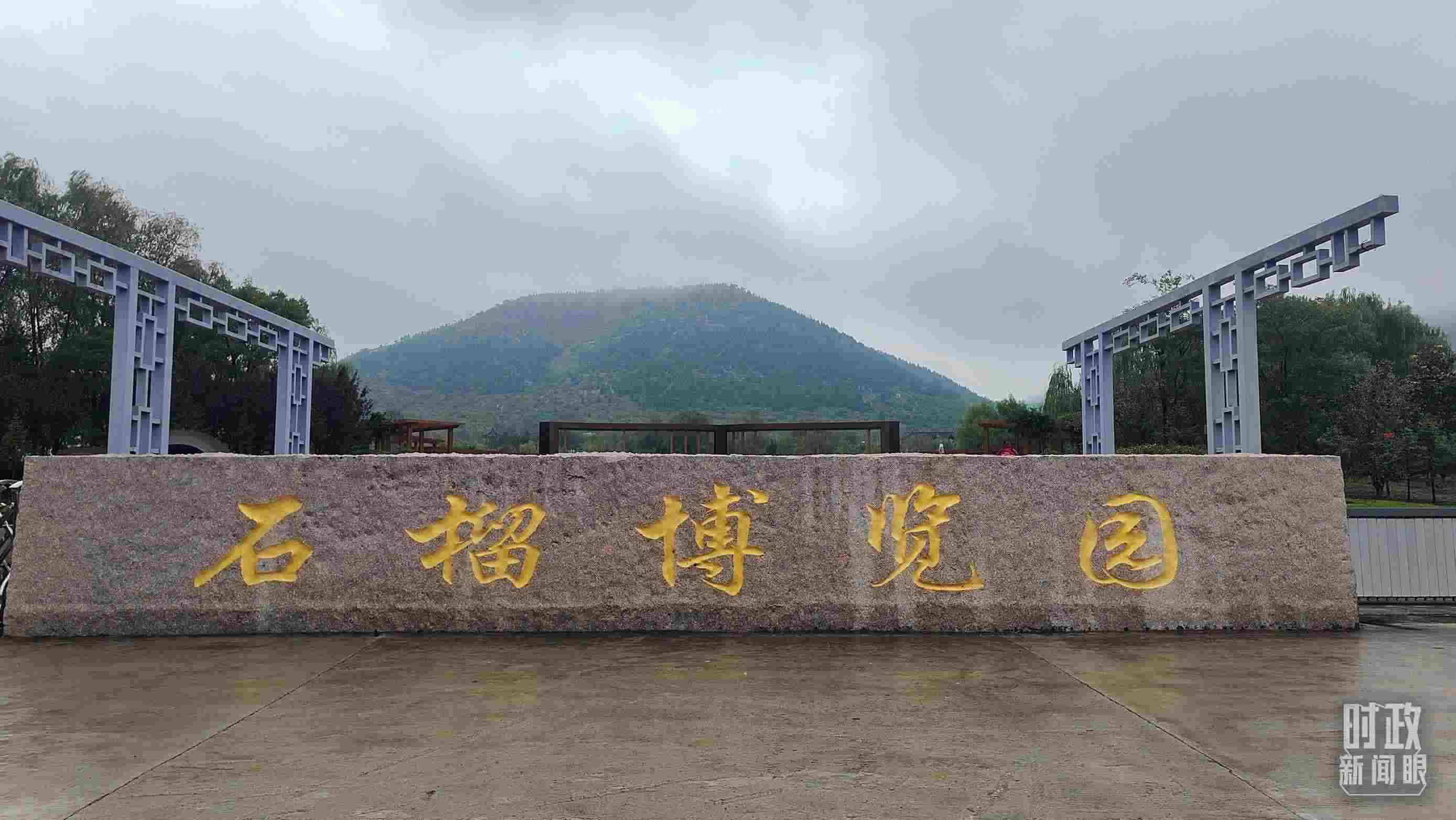 △石榴種質資源庫位于石榴博覽園內。（總臺央視記者楊立峰拍攝）