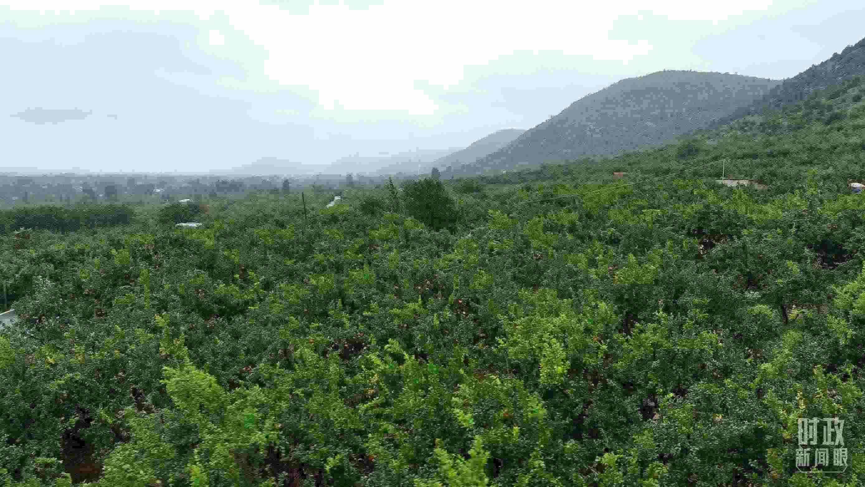 △山東棗莊冠世榴園。（總臺記者韓森、張鵬拍攝）