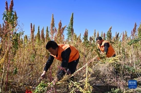 9月28日，農(nóng)民參加內(nèi)蒙古武川縣首屆藜麥開(kāi)鐮節(jié)割藜麥比賽。