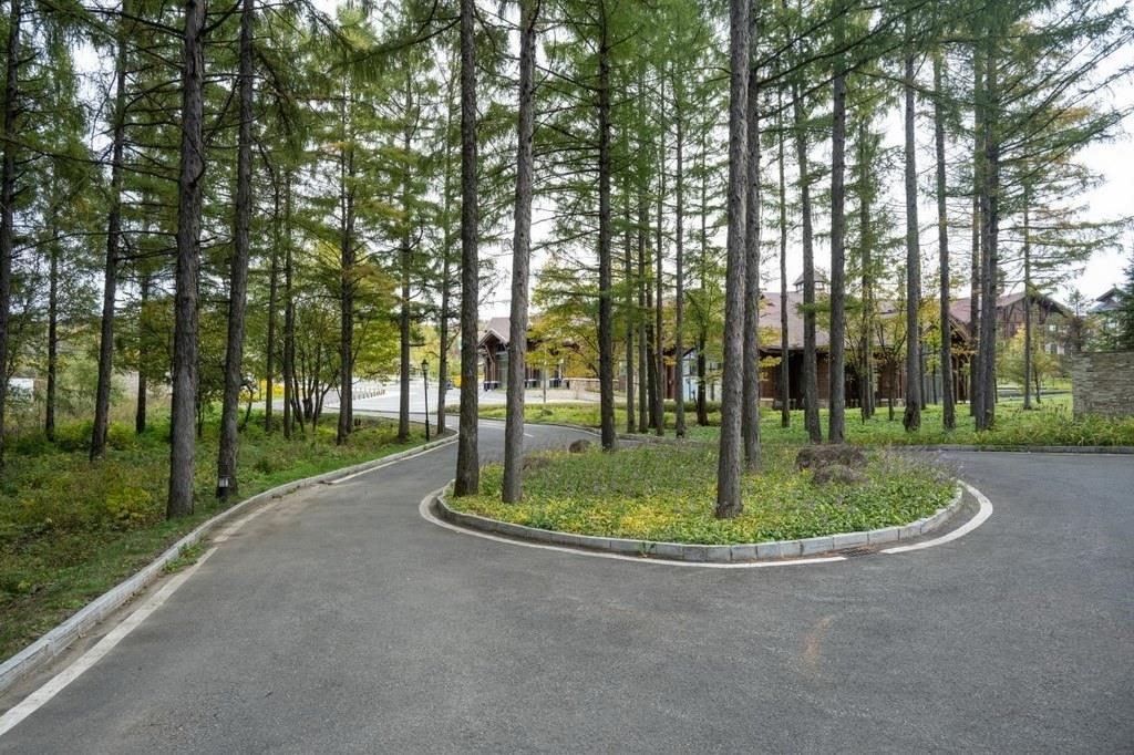 園區(qū)里“路讓樹”成為行為準則。王哲攝