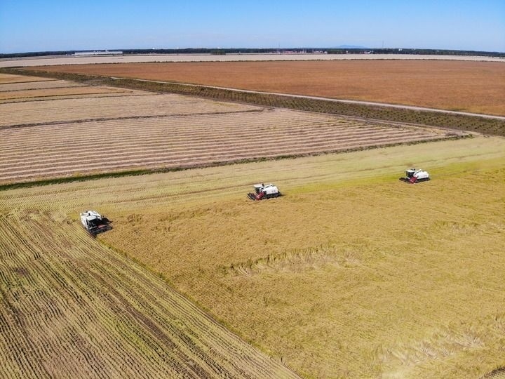 這是在位于黑龍江雙鴨山市友誼縣的北大荒農(nóng)業(yè)股份有限公司友誼分公司一地塊拍攝的水稻收獲現(xiàn)場（2023年9月21日攝，無人機(jī)照片）。新華社記者 王松 攝