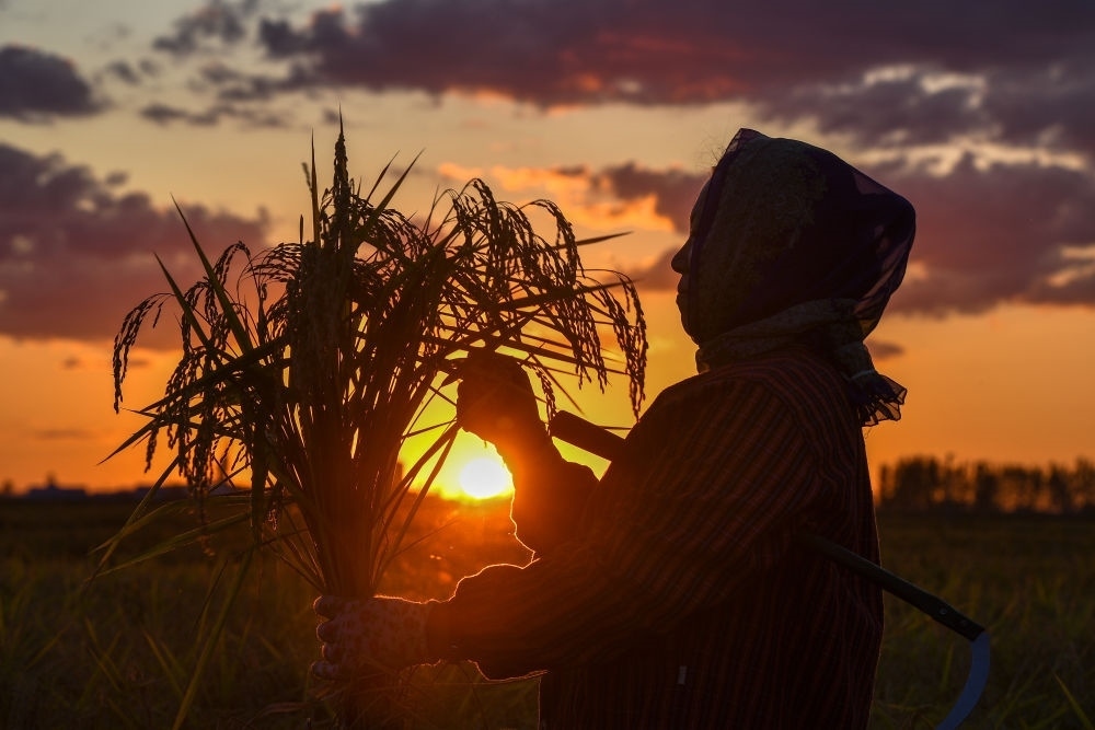 農(nóng)民在吉林省吉林市永吉縣萬昌鎮(zhèn)花家村收割水稻（2023年9月12日攝）。新華社記者 張楠 攝