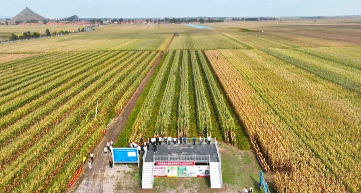 在遼寧省鐵嶺縣蔡牛鎮(zhèn)，外地農(nóng)民到張莊玉米合作社的大田里學(xué)習(xí)玉米選種和栽種技術(shù)（2023年9月26日攝，無人機(jī)照片）。新華社記者 楊青 攝