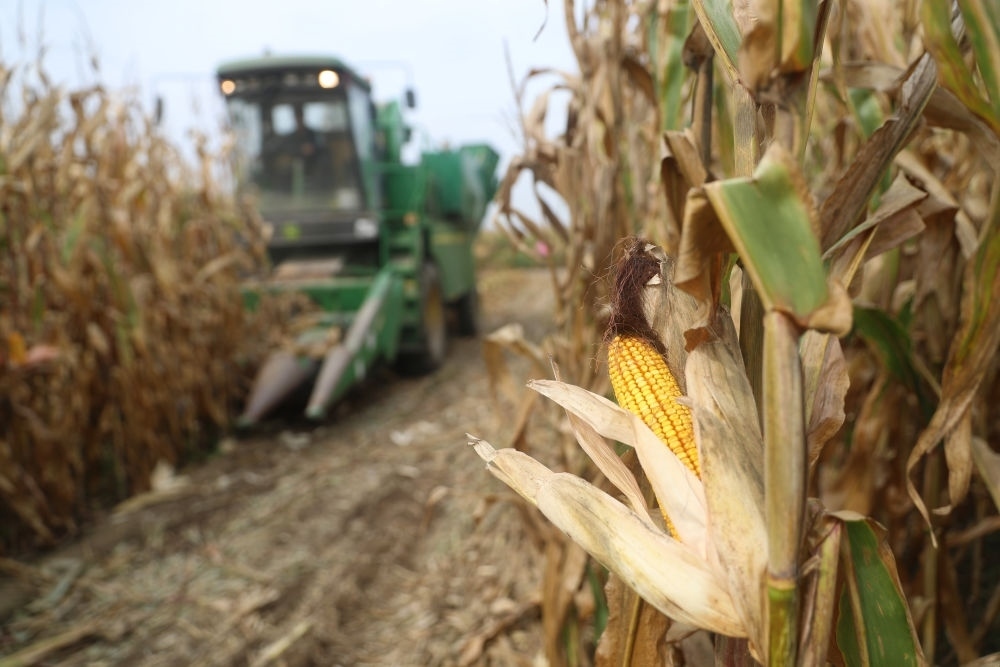 在遼寧省鐵嶺縣蔡牛鎮(zhèn)玉米田里，農(nóng)民駕駛農(nóng)機(jī)收割玉米（2023年9月26日攝）。新華社記者 楊青 攝
