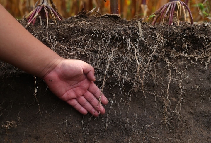 在遼寧省鐵嶺縣蔡牛鎮(zhèn)，張莊玉米合作社的農(nóng)民向外地農(nóng)民介紹黑土地保護(hù)和玉米秸稈還田情況（2023年9月26日攝）。新華社記者 楊青 攝