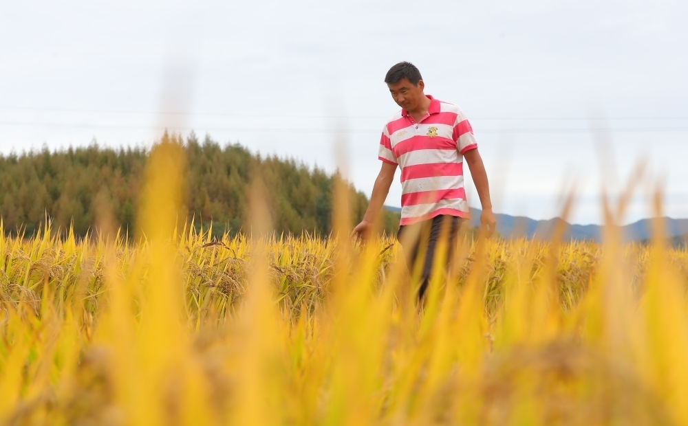 在遼寧省撫順市新賓滿族自治縣新賓鎮(zhèn)的水稻田里，農(nóng)民丁輝查看水稻成熟情況（2023年9月25日攝）。新華社記者 楊青 攝