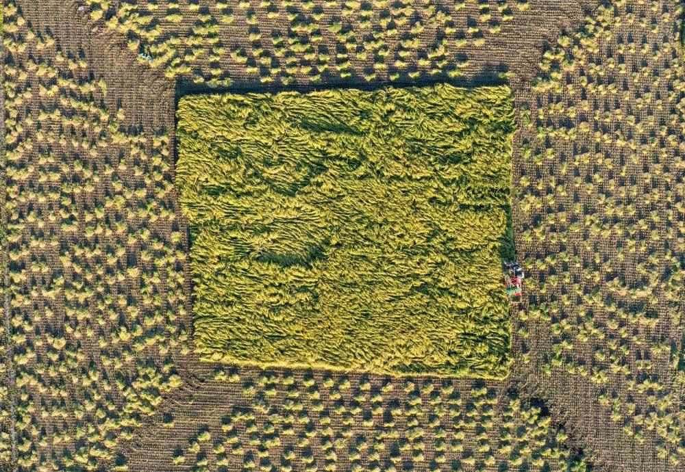 在吉林省舒蘭市平安鎮(zhèn)金星村，農(nóng)民駕駛農(nóng)機(jī)收割水稻（2023年9月21日攝，無人機(jī)照片）。新華社記者 張楠 攝