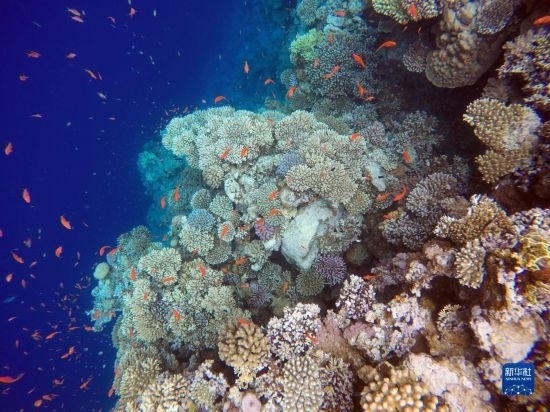  這是10月2日在埃及西奈半島達(dá)哈布藍(lán)洞內(nèi)拍攝的珊瑚和魚類。新華社記者 隋先凱 攝