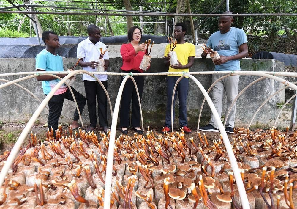 2021年8月12日，福建農(nóng)林大學(xué)國家菌草工程技術(shù)研究中心副主任林冬梅（中）為非洲留學(xué)生講解菌草鹿角靈芝的栽培情況。新華社記者 林善傳 攝