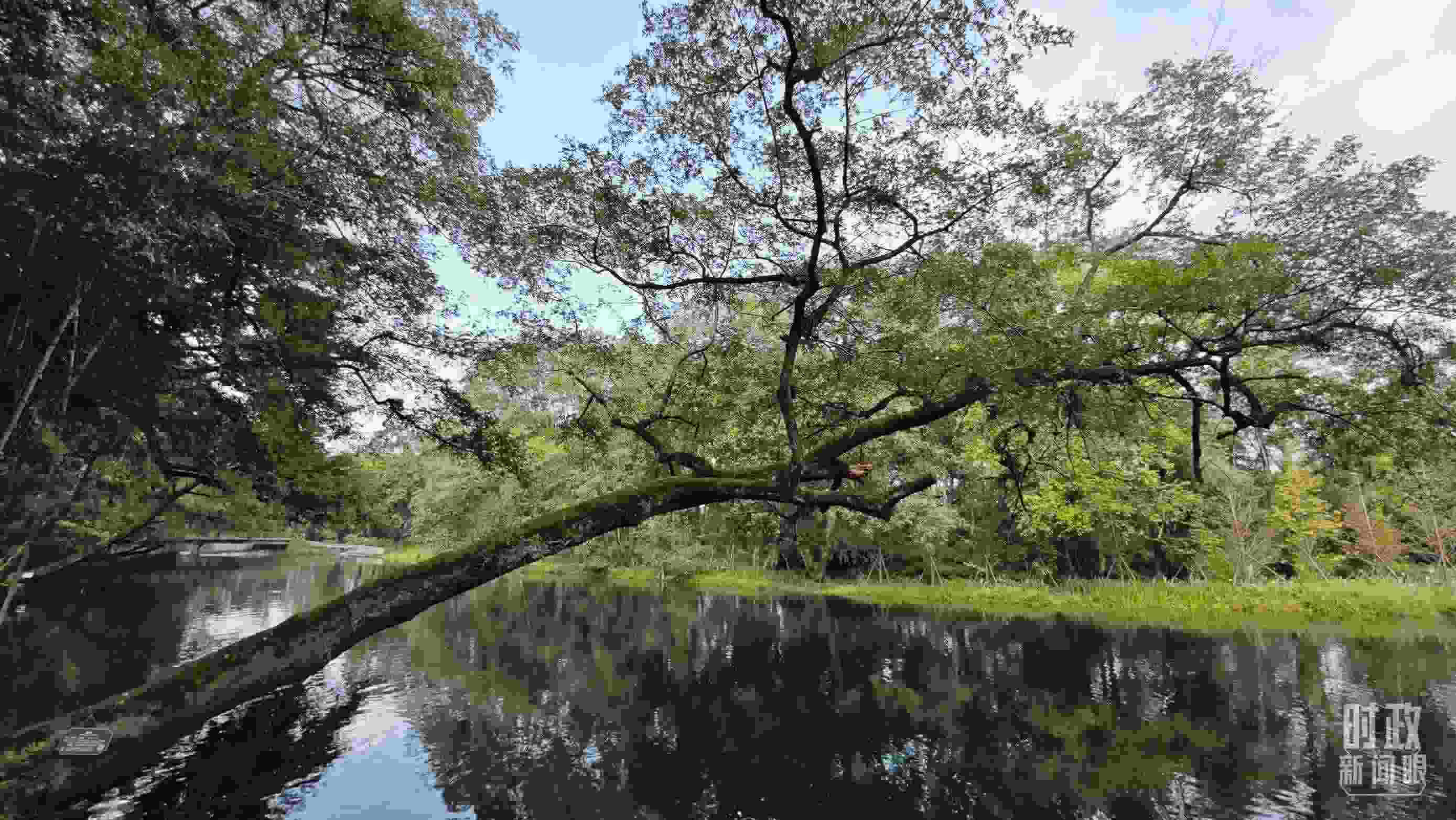 △饒河源國(guó)家濕地公園。（總臺(tái)央視記者郁振一拍攝）