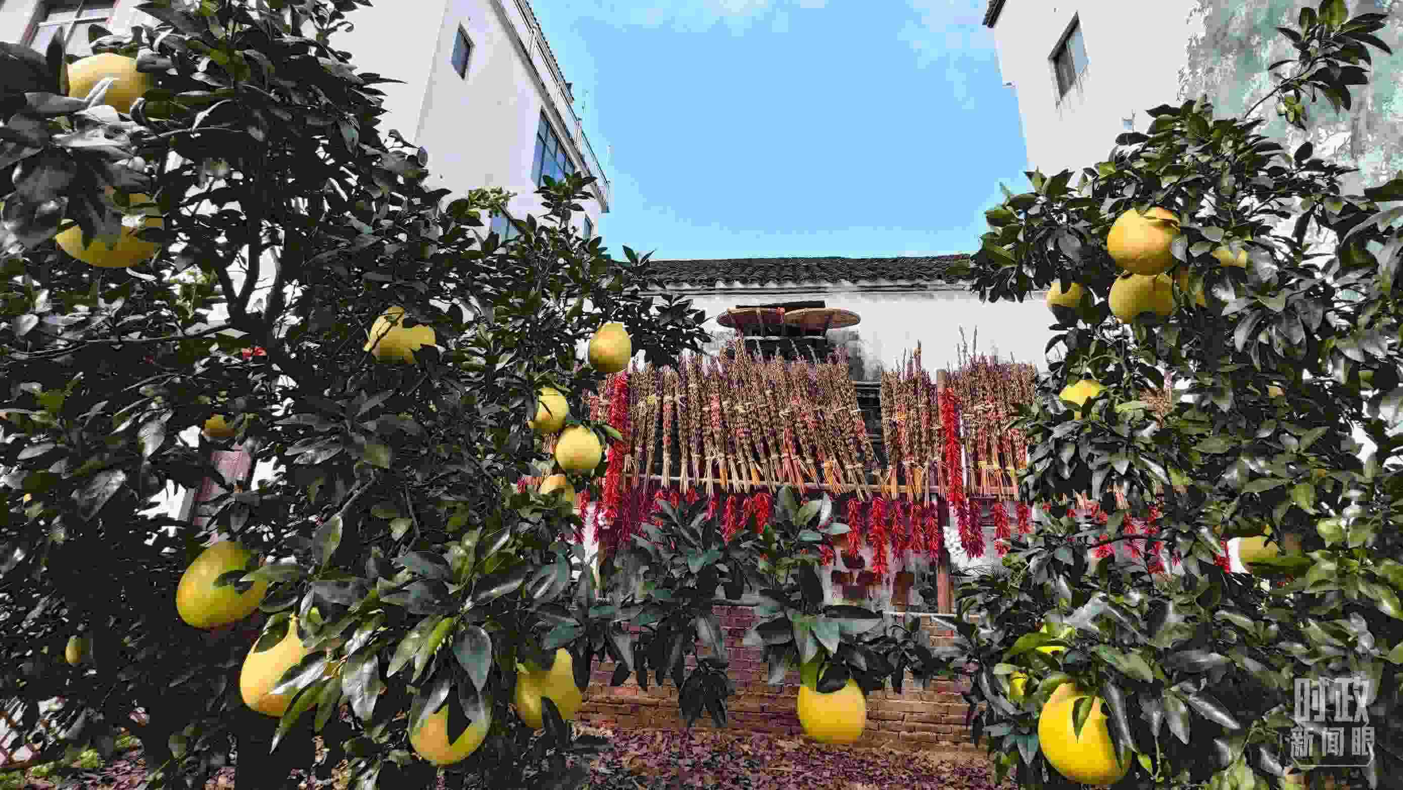 △石門村農(nóng)家小院里碩果累累。（總臺(tái)央視記者許永松拍攝）