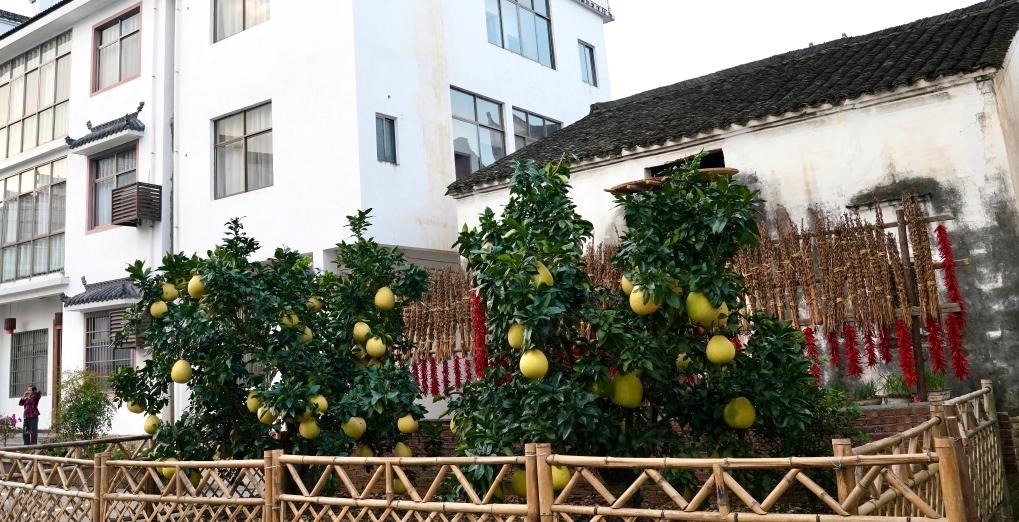 近日在江西省上饒市婺源縣秋口鎮(zhèn)王村石門自然村拍攝的馬家柚。新華社記者 胡晨歡 攝