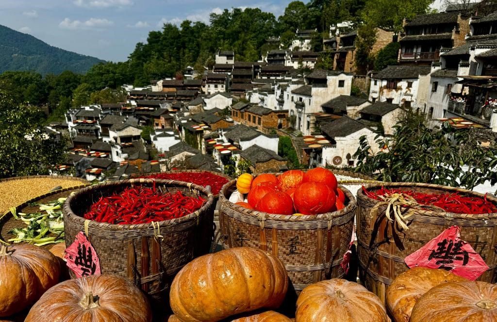 近日拍攝的江西省上饒市婺源縣篁嶺村曬秋畫面。新華社記者 胡晨歡 攝