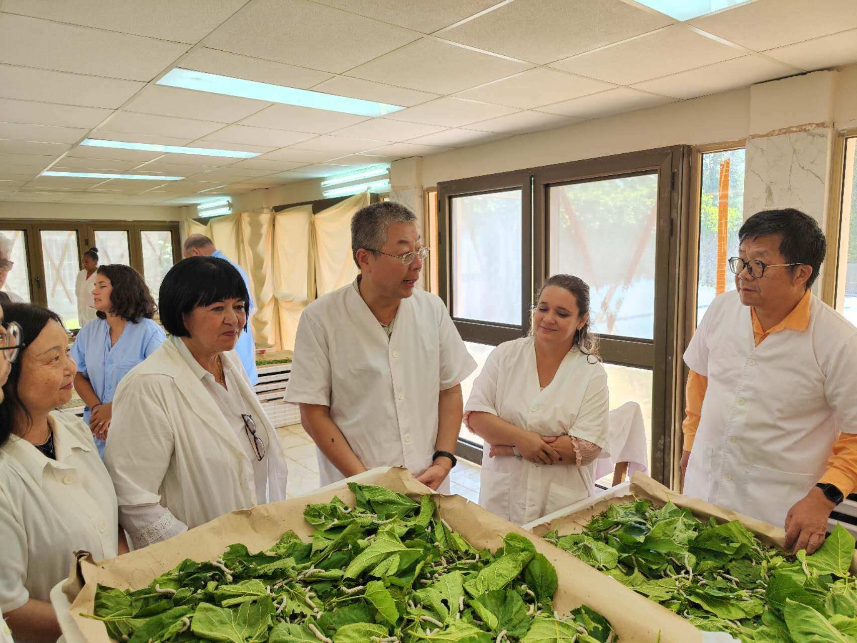 2023年5月23日，中國(guó)駐古巴大使馬輝考察古中蠶?？萍己献髦行摹碓矗褐袊?guó)駐古巴大使館官網(wǎng)