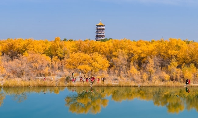 胡楊林金碧耀眼。蘭州局集團(tuán)公司融媒體中心供圖