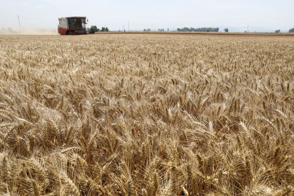  河南省焦作市溫縣黃河街道張王莊村村民駕駛收割機(jī)在田間收獲小麥（2023年6月6日攝）。新華社發(fā)（徐宏星 攝）