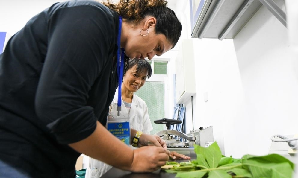 9月17日，來(lái)自哥倫比亞的研修班學(xué)員埃文·奧拉亞（左）在中國(guó)專家的指導(dǎo)下學(xué)習(xí)實(shí)操木薯組培快速繁育技術(shù)。