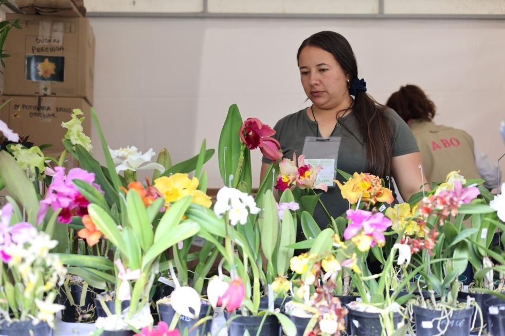 9月14日至17日，哥倫比亞首都波哥大舉辦蘭花展。