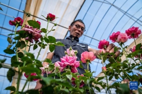 在云南省安寧市現(xiàn)代農(nóng)業(yè)園區(qū)玫瑰種植示范園，技術(shù)員田連通觀察玫瑰花（10月20日攝）。