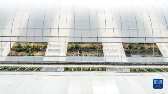 云南省安寧市現(xiàn)代農(nóng)業(yè)園區(qū)玫瑰種植示范園一景（無人機照片，10月20日攝）。