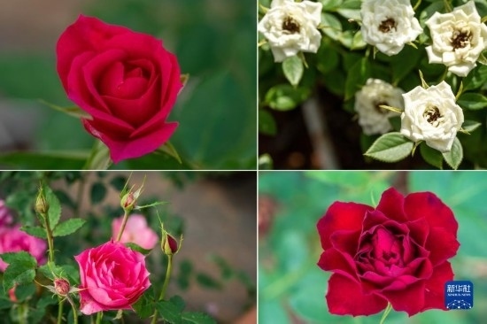 這是云南省安寧市現(xiàn)代農(nóng)業(yè)園區(qū)玫瑰種植示范園里玫瑰新品種的拼版照片。