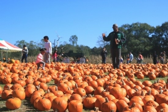  2020年10月31日，在美國新奧爾良市，人們在南瓜農(nóng)場里玩耍。新華社發(fā)（魏蘭攝）