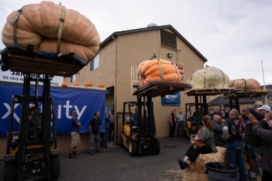  10月9日，在美國加利福尼亞州圣馬特奧縣半月灣舉行的南瓜稱重大賽現(xiàn)場，人們圍觀參賽的南瓜。新華社發(fā)（李建國攝）