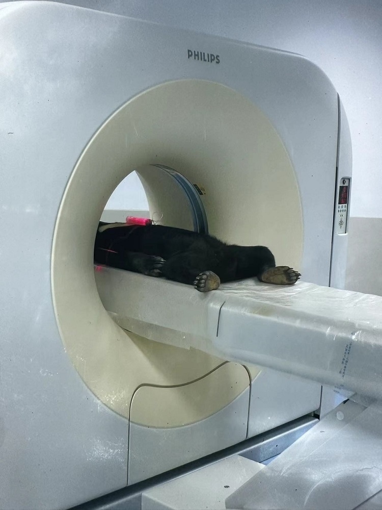 長(zhǎng)隆野生動(dòng)物世界的動(dòng)物醫(yī)院內(nèi)，馬來(lái)熊在做核磁共振檢查。人民網(wǎng)記者 李舫攝