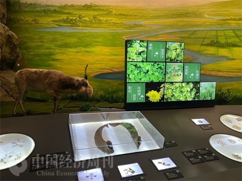  （中醫(yī)藥博物館展出的各類中藥材令人應接不暇。中國經(jīng)濟周刊記者 郭志強 攝）