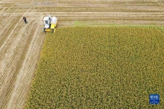 11月4日，在南通市通州區(qū)十總鎮(zhèn)育民村農(nóng)場，一臺設(shè)置好參數(shù)的無人收割機在工作中（無人機照片）。