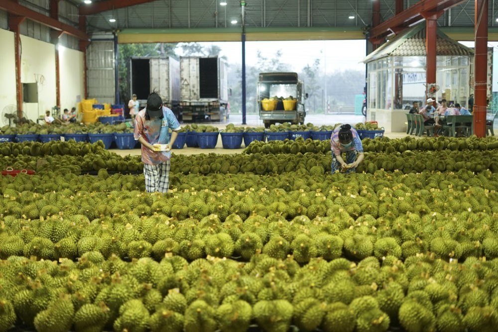 2023年9月15日，在越南多樂省一家榴蓮加工廠，工人在給即將出口到中國的榴蓮包裝貼牌。隨著《區(qū)域全面經(jīng)濟伙伴關系協(xié)定》紅利釋放，中國—東盟貿(mào)易規(guī)模進一步擴大。越來越多東盟國家的優(yōu)質(zhì)水果便捷地進入中國市場，走上消費者的餐桌。