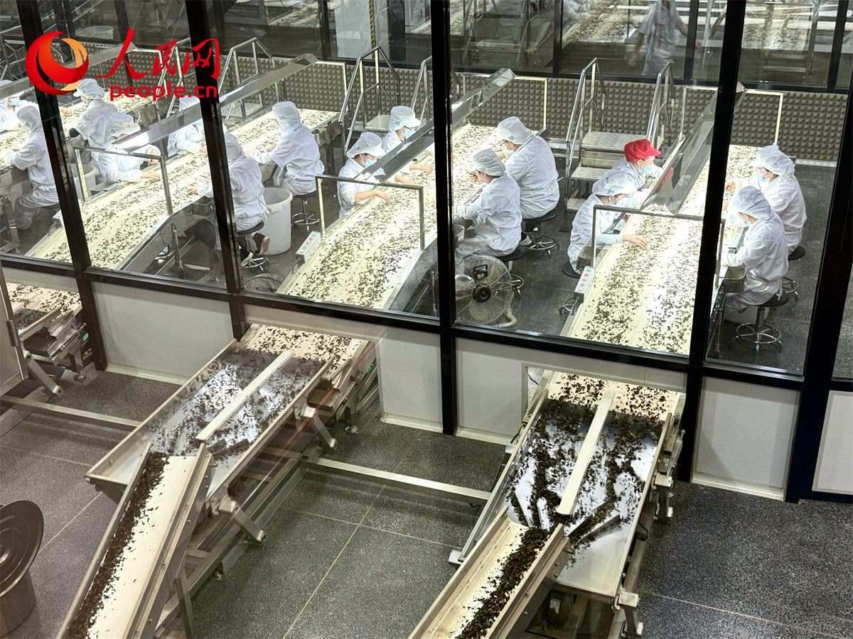工人在對茶葉進行目視揀剔。人民網(wǎng)記者 劉微攝