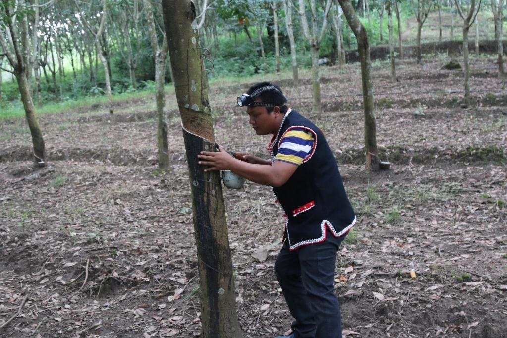 2017年10月，云南省永德縣團樹村佤族膠農(nóng)蔣文富在割膠