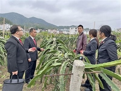 圖④：岑溪法院糯垌法庭法官深入轄區(qū)火龍果基地調(diào)研。