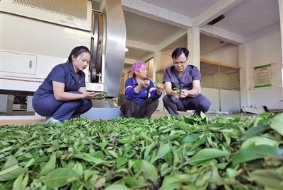  圖③：蒼梧法院六堡法庭法官深入茶企了解企業(yè)生產(chǎn)經(jīng)營(yíng)情況。