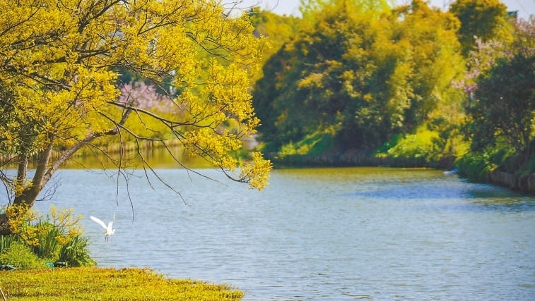  碧波蕩漾 浙江嘉興市海鹽縣望海街道永福社區(qū)荷花池，一汪碧水波光粼粼，風(fēng)光旖旎。當(dāng)?shù)厥冀K堅持綠色發(fā)展，促進(jìn)人與自然和諧共生。 肖弗勒模具（嘉興）有限公司德國籍經(jīng)理 湯姆·魯特納攝 “當(dāng)?shù)卮迕窀嬖V我，如今環(huán)境變好了，茶余飯后，大家都會到河邊散散步，欣賞美景，和鄰居聊聊天。我想，好生態(tài)是大自然的饋贈，更是長三角地區(qū)大力治理生態(tài)環(huán)境的結(jié)果。希望美麗中國的綠色發(fā)展之路越走越好?！? /></p> <p style=