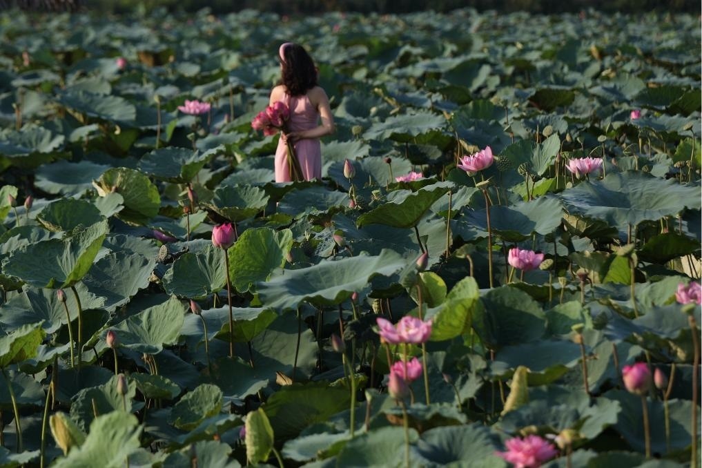 這是2020年7月15日，一名女子在越南首都河內(nèi)西湖畔的荷花叢中留影。