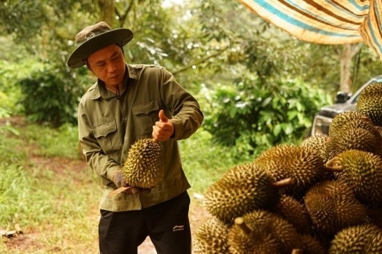 9月15日，在越南多樂省一家榴蓮果園，一名果農(nóng)初步清潔剛采摘的榴蓮。依托中國-東盟博覽會等平臺，越來越多東盟國家的榴蓮得以更加便捷地進(jìn)入中國市場，并以更加優(yōu)惠的價格走上消費(fèi)者的餐桌。（新華社記者胡佳麗攝）