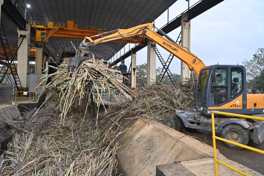 12月14日，在廣西來賓東糖鳳凰有限公司，員工操作機(jī)械將甘蔗投入傳送帶，準(zhǔn)備送往壓榨車間。