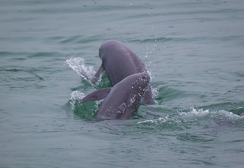 2021年5月10日，在湖北省宜昌市江邊，長江江豚在水中嬉戲。