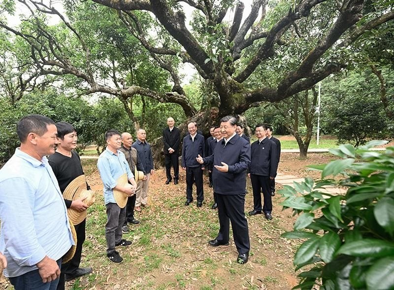 2023年4月11日，習(xí)近平總書記在廣東茂名柏橋村荔枝種植園，同現(xiàn)場技術(shù)人員親切交流。