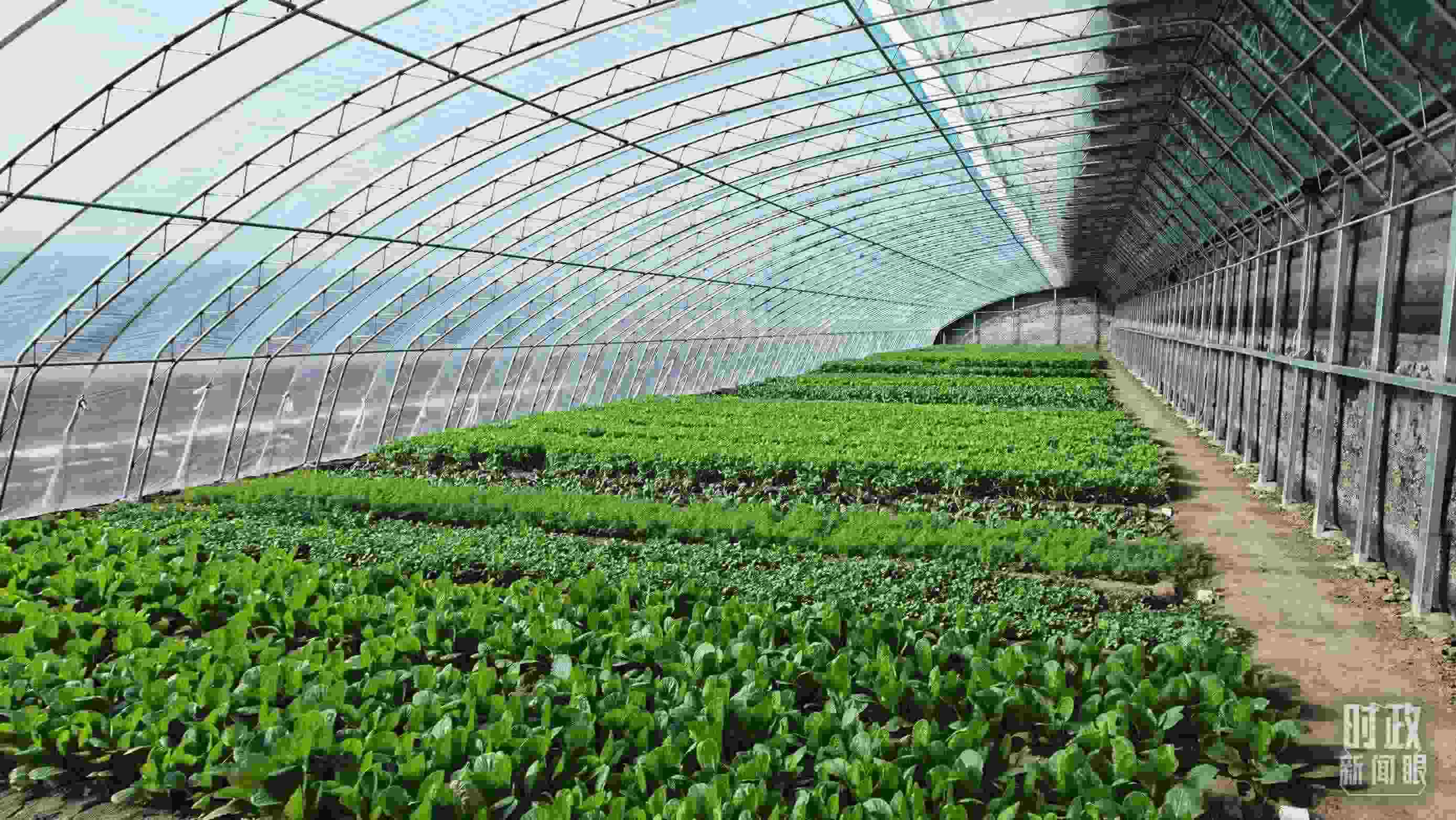 △第六埠村蔬菜大棚。（總臺(tái)央視記者郭鴻拍攝）