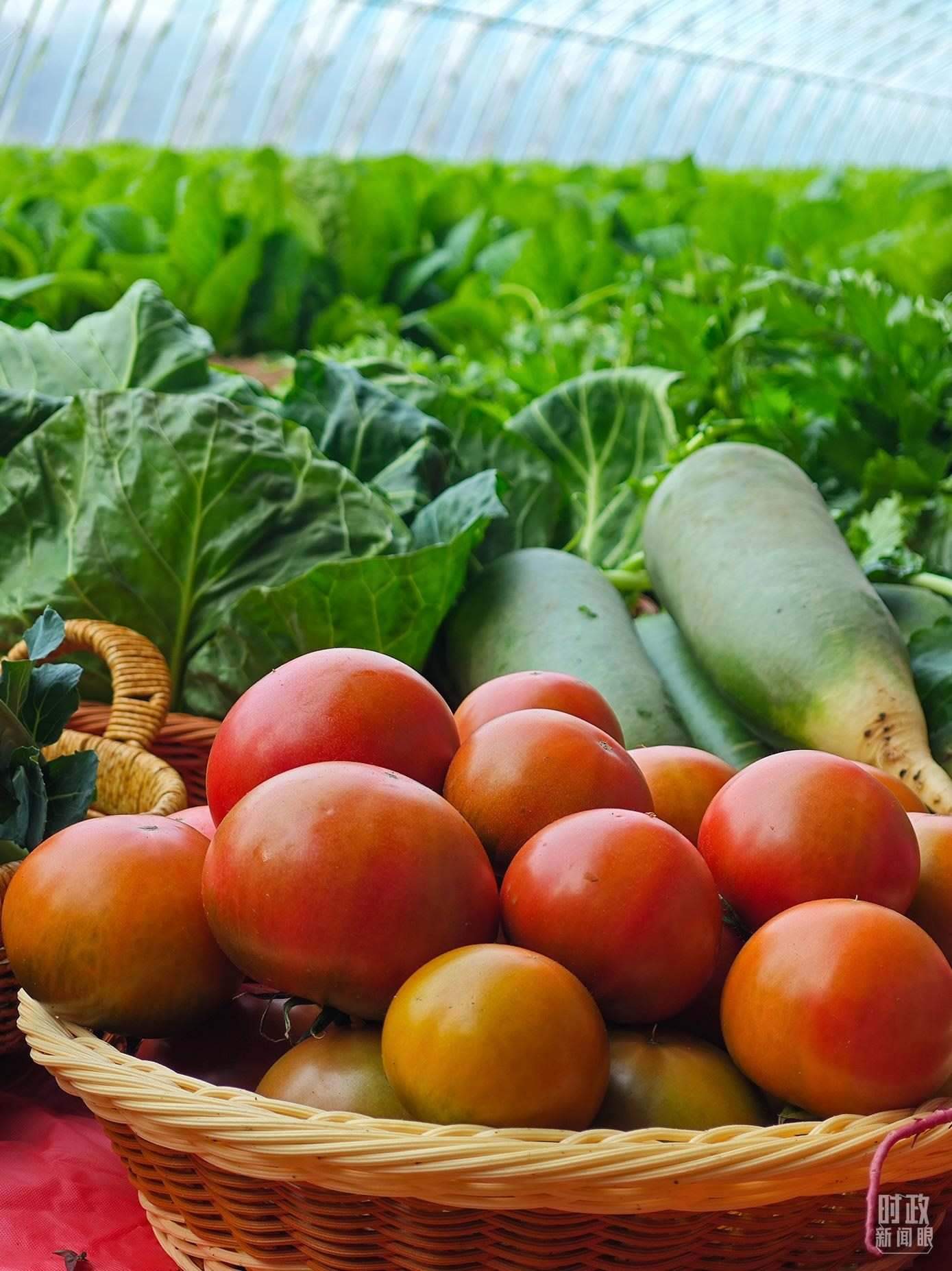 △第六埠村蔬菜大棚，蔬菜收獲頗豐。（總臺央視記者彭漢明拍攝）