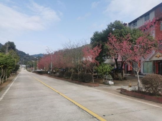道路兩旁的山櫻花。將樂縣農(nóng)業(yè)農(nóng)村局供圖