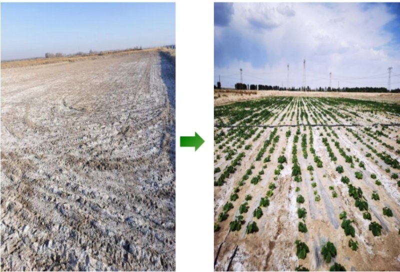 鹽堿地成良田。黃花農(nóng)場供圖