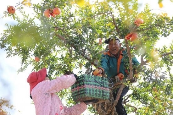 紅彤彤的石榴掛滿枝頭，農(nóng)戶們穿梭在林中采摘，享受著豐收的喜悅。
